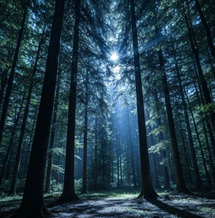 Forest Meditation Forest Meditation